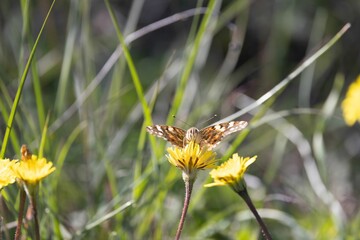 Selective focus shot of a painted lady butterfly on a yellow flower
