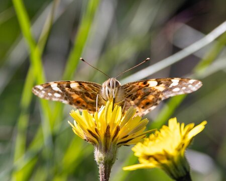 Selective focus shot of a painted lady butterfly on a yellow flower