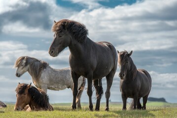 Group of stallions in the country fields.
