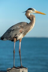 Great blue heron standing atop a wooden post overlooking a picturesque blue ocean.