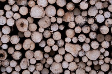 Stack of organized birch logs placed in an orderly fashion