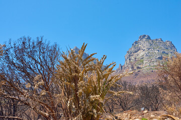 Twelve Apostles at Table Mountain in Cape Town against a clear blue sky background from below. Panoramic view of plants and shrubs growing around a majestic rocky valley and scenic landmark in nature