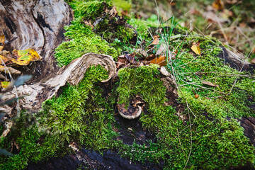 Twisted roots