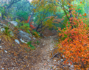 Misty Morning and Fall Color in The Smith Springs Trail, Guadalupe Mountains National Park, Texas, USA