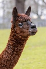 Portrait of an adorable llama with a defocused background