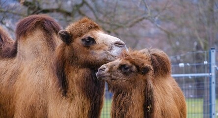 Bactrian camel camels standing side by side in the zoo