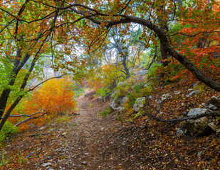 Misty Morning and Fall Color in The Smith Springs Trail, Guadalupe Mountains National Park, Texas, USA