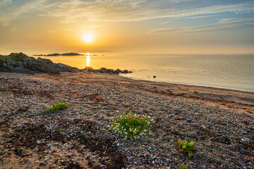 Sea Mayweed on a rocky beach near Peninver at dawn with a coastal cloudscape over Ardnacross Bay on...