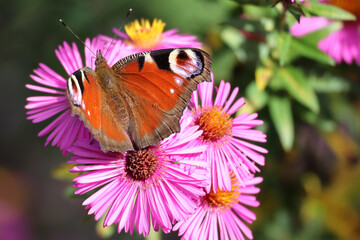 Butterfly Inachis, Paon du Jour, Peacock
