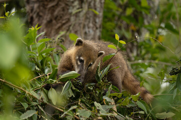 South American coati in Iguazú National Park.  Coati is feeding in the forest. South American mammal with long snout. 