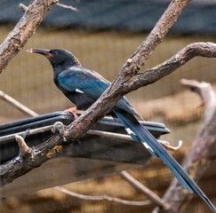 High-resolution closeup photograph of a Green wood hoopoe, a colorful bird © Wirestock
