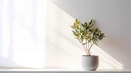 a plant in a pot on a ledge with a white wall behind it and a white curtain in the foreground