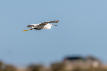 Little Egret flying in the sky