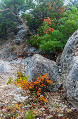 Misty Morning and Fall Color in The Smith Springs Trail, Guadalupe Mountains National Park, Texas, USA