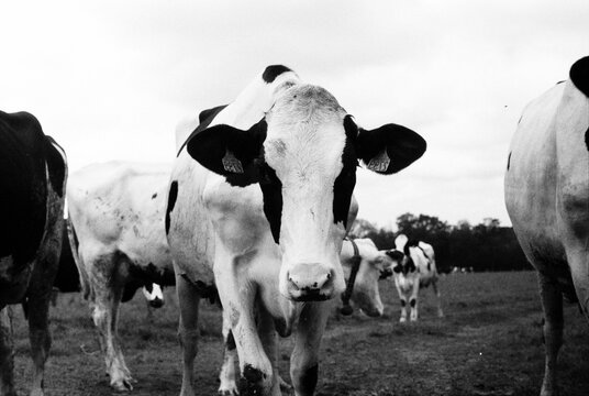 Black and white film photograph of a cow in Normandie, France