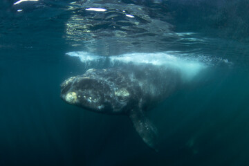 Southern right whale around the Valdes peninsula. Right whale with the calf are relaxing in water....