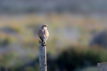 Common Kestrel at the Canet-en-Roussillon pond