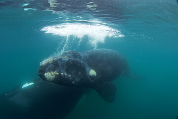 Southern right whale around the Valdes peninsula. Right whale with the calf are relaxing in water. Epic marine life around Argentina coast.  © prochym