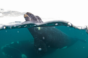 Southern right whale around the Valdes peninsula. Right whale with the calf are relaxing in water. Epic marine life around Argentina coast.  © prochym