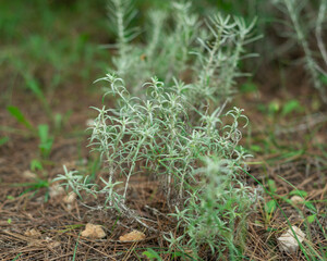 Helichrysum is a semi-shrub from the Asteraceae family