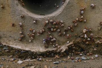 Soldier Crabs Cluster near a hole
