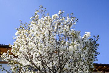 満開の大島桜