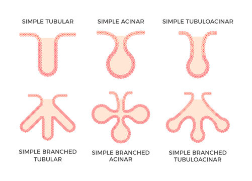 Glandular epithelium. Epithelial tissue types. Simple tubular, acinar and tubuloacinar glandular epithelium. They produce and release different secretory products in glands. Vector illustration. 
