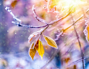 Luxurious winter background with frost and ice on tree branches with wilted leaves on blurred background