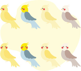 Set of adult parrot of normal cockatiel cartoon bird design flat vector illustration isolated on white background. Cartoon cockatiel colour mutations
