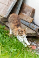 a small white and brown cat on the grass outside a building