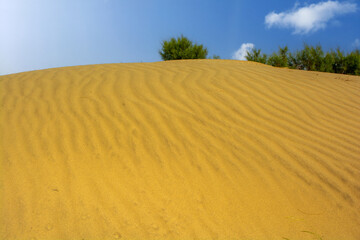 Trees behind the Sand dune in the desert