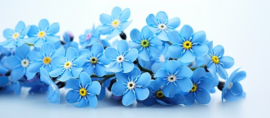 A magnified view of the Myosotis flower commonly known as forget me nots