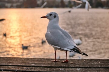 Seagull perched atop a wooden dock overlooking a tranquil body of water