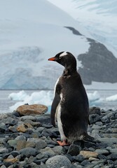 Penguin perched atop rocky terrain, overlooking a tranquil body of water