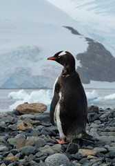Obraz premium Penguin perched atop rocky terrain, overlooking a tranquil body of water