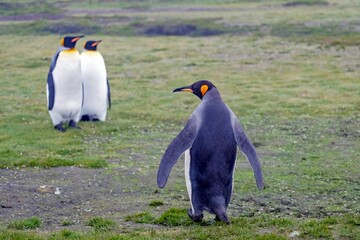 King Penguins, walk along a grassy surface