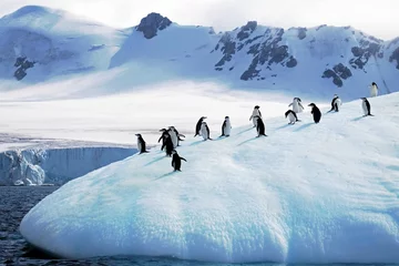 Fotobehang Antarctica chinstrap penguins standing on the icy snow-covered terrain © Wirestock