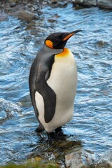 Obraz premium Lone king penguin stands in a tranquil river, surrounded by rocky terrain