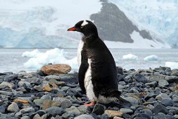 Obraz premium Majestic Antarctica Gentoo penguin perched atop a rocky outcropping