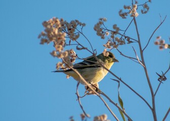 Low angle shot of a lesser goldfinch perched on a tree branch