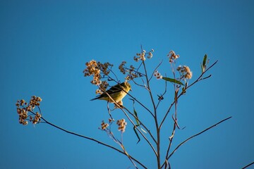 Low angle shot of a lesser goldfinch perched on a tree branch