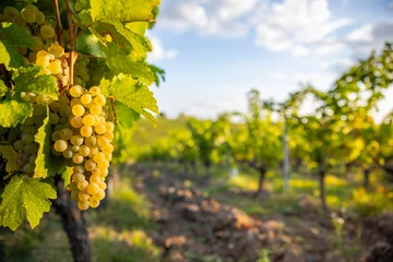 Fotobehang Grappe de raisin blanc en automne dans les vigne pendant les vendanges. © Thierry RYO