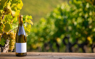 Bouteille de vin blanc et étiquette vierge dans un vignoble en France à l'automne.