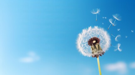 Fototapeta premium Dandelion Seeds Blowing in the Wind Against a Blue Sky