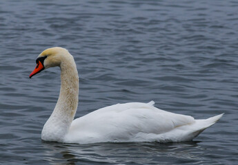 Fototapeta premium The mute swan (Cygnus olor), an adult bird with a red beak swims in the sea