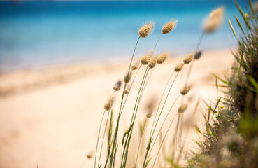 Paysage dans les dunes et le vent en bord de mer sur la plage et le sable.