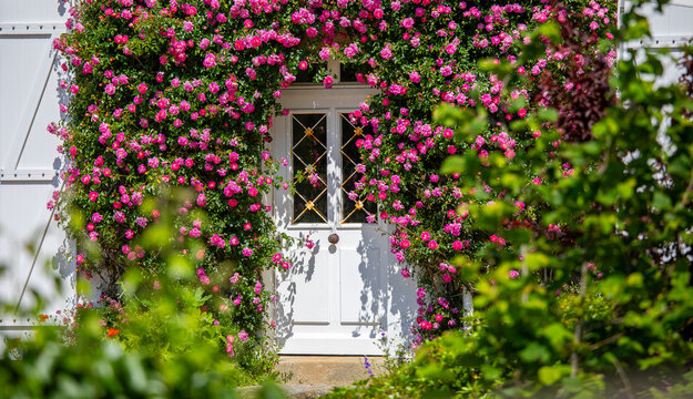 Rosier grimpant autour de la porte blanche d'une maison en France..