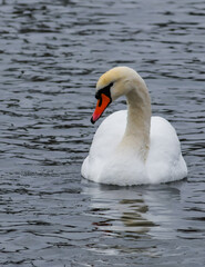 The mute swan (Cygnus olor), an adult bird with a red beak swims in the sea
