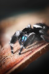 Macro shot of details on a fuzzy black jumping spider