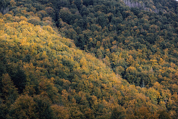 Forest texture of mountain slope. Natural texture background of a mountain hill, covered with beech forest.